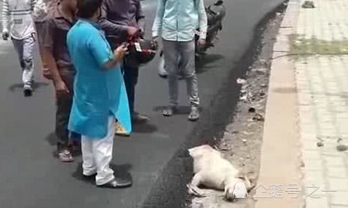 ชาวบ้านอินเดียเดือด คนงานทำถนนเทยางมะตอยทับหมาจรจัด ตายทั้งเป็น
