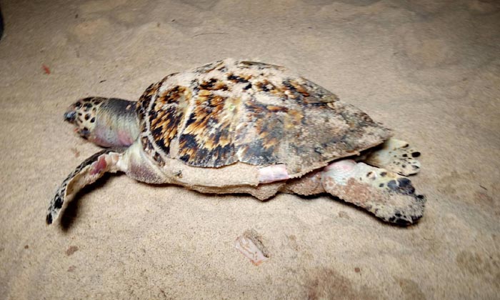 ศพที่ 3! พบเต่ากะตายหน้าหาด คาดกินถุงพลาสติกอีก กองทัพเรือรับตรวจพิสูจน์