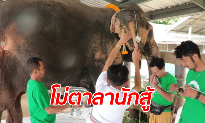 จำได้ไหม "พังโม่ตาลา" ช้างขาเทียมในตำนาน ทำบุญครบรอบเหยียบระเบิด 20 ปี