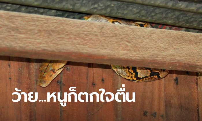 สาวใหญ่ตื่นมาแทบช็อก สบตางูใหญ่เลื้อยพันอยู่บนขื่อตรงหัวนอน