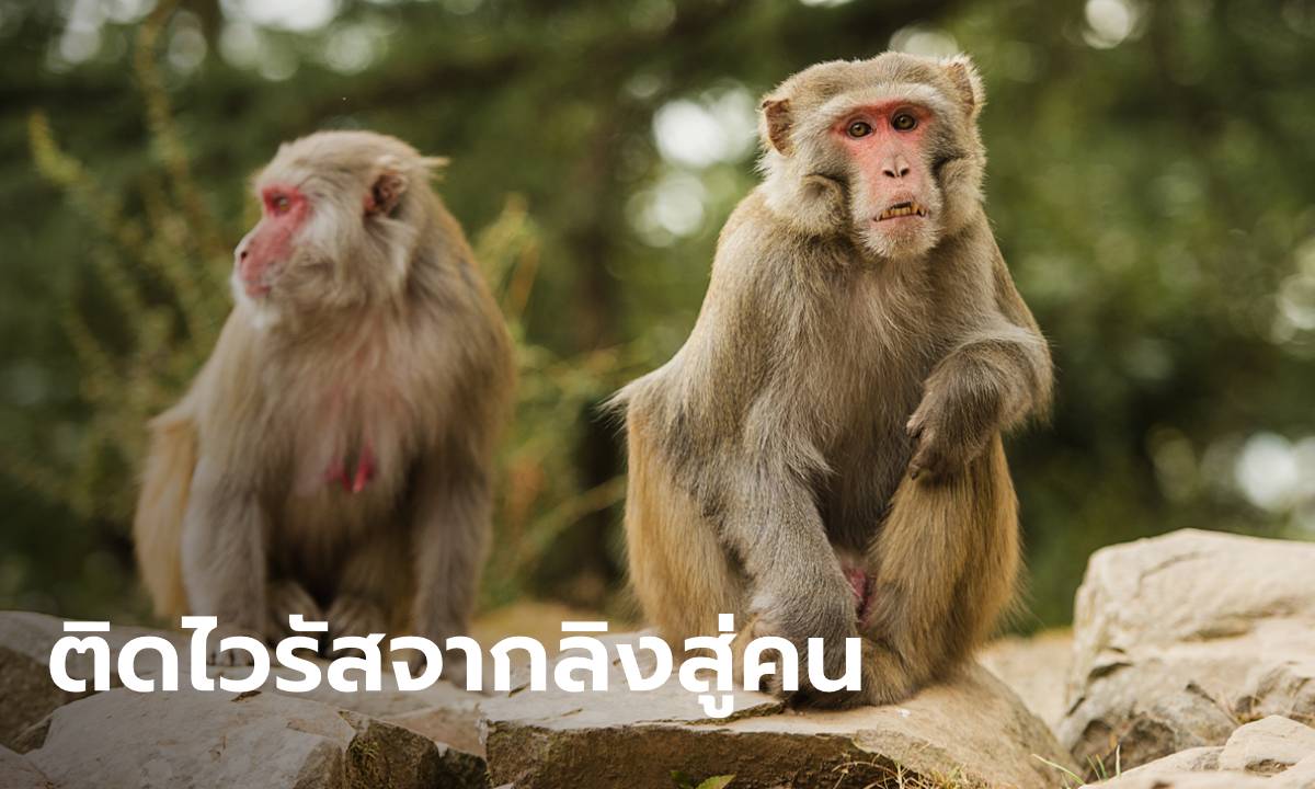 นักวิจัยญี่ปุ่นป่วยตายกะทันหัน ลืออาจติดเชื้อร้าย "บี ไวรัส" จากลิงสู่คน