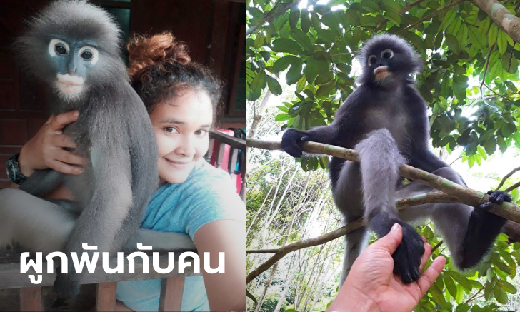 เผยภาพน่ารัก "เจ้าน้อง" ค่างป่าแสนรู้ กลับมาตามหาคนช่วยชีวิตถึงบ้าน