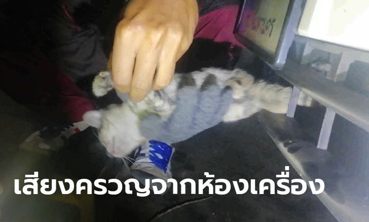 ลูกแมวหวิดดับ ซุกตัวในห้องเครื่อง เคราะห์ดี! คนขับได้ยินเสียง ขณะติดไฟแดง แจ้งคนช่วยทัน