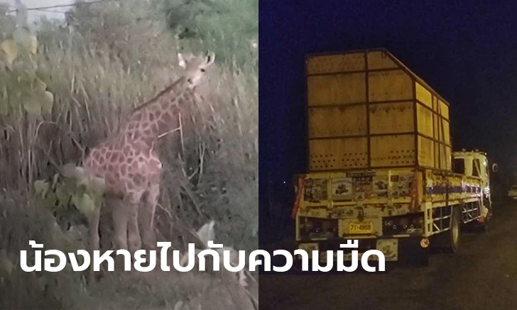 ยีราฟอีกตัว ยังหายไปกับความมืด หลังจับตัวแรกได้ ประธานซาฟารีเวิลด์ เล่าสาเหตุน้องหลุดกรง