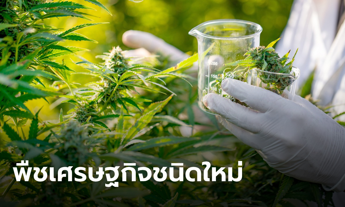 รัฐบาลไฟเขียวหนุน "กัญชง" เป็นพืชเศรษฐกิจ ให้โควตาครัวเรือนละไม่เกิน 1 ไร่