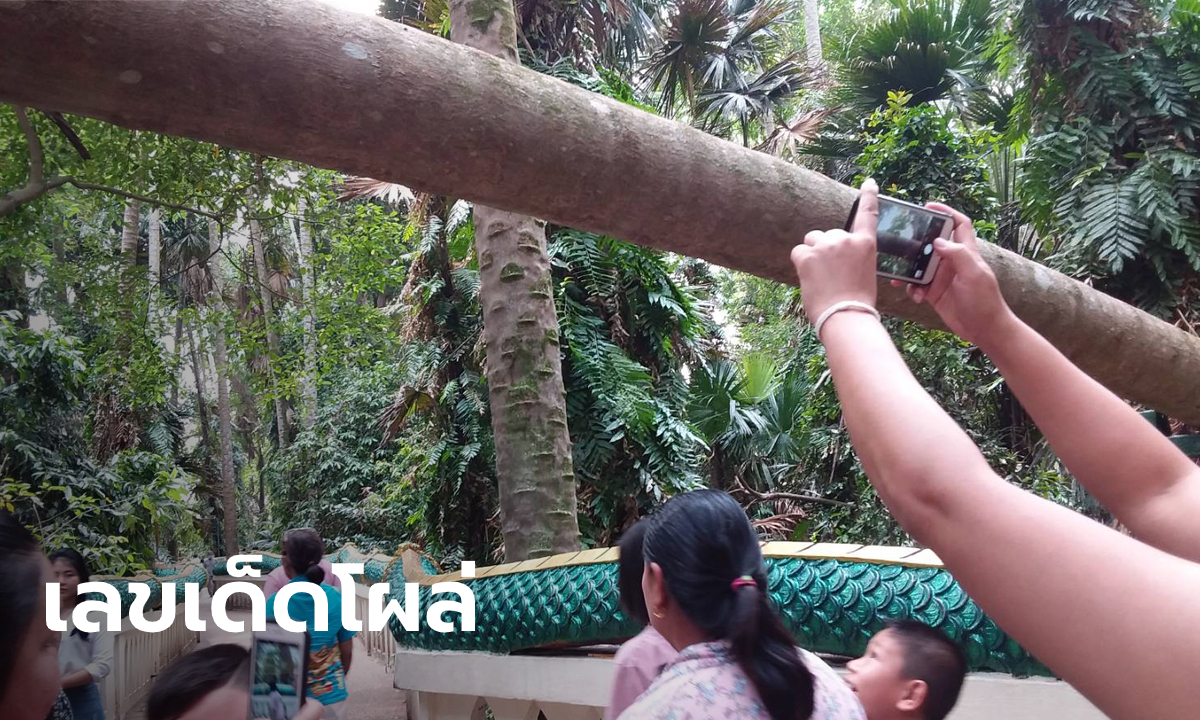 โค้งสุดท้ายเอาใจคอหวยคำชะโนด ฮือฮาพบตัวเลขใต้ต้นชะโนดล้มขวางทาง