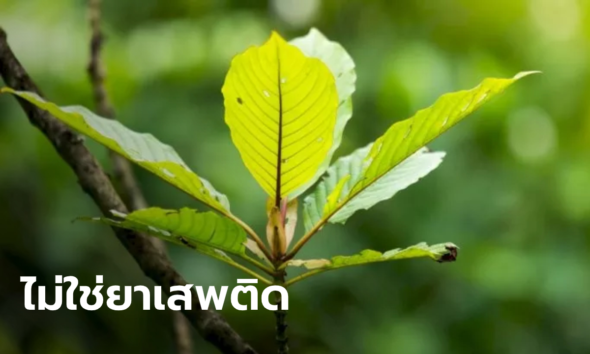 ครม.ไฟเขียวถอน "กระท่อม" จากยาเสพติด แต่ห้ามขายให้เด็กอายุต่ำกว่า 18 ปี