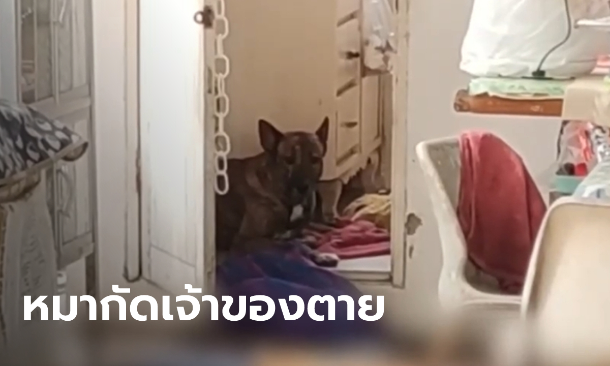 "ไอ้เสือ" หมาพันธุ์ไทยผสม ขย้ำเจ้าของหญิงวัย 61 เลือดสาด ดับอนาถคาบ้าน