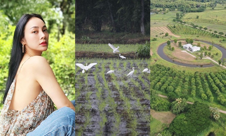 "ตั๊ก บงกช" อัปเดตภาพไร่เบญจรงคกุล ปลูกข้าวบรรยากาศดีมาก