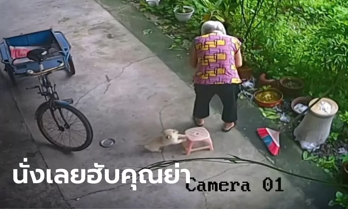 นั่งเลยครับ! คลิปเจ้าตูบตัวน้อยดันเก้าอี้ให้คุณย่านั่งพักเหนื่อย ทำชาวเน็ตใจละลาย