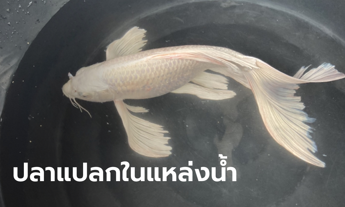 คนหาปลาเจอปลาแปลก 2 ชนิด ในสระน้ำชุมชน หวั่นเป็นเอเลี่ยนฆ่าปลาอื่นๆ