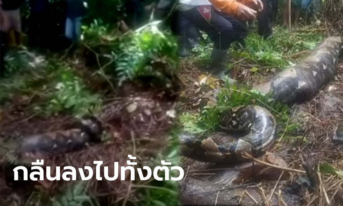 โคตรสยอง! หญิงเข้าไปกรีดยางแล้วหายตัว ตามหาข้ามคืน จนเจอเป็นศพในท้องงูยักษ์