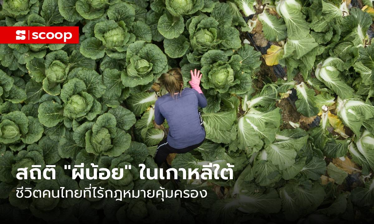 สถิติ “ผีน้อย” ในเกาหลีใต้ ชีวิตคนไทยที่ไร้กฎหมายคุ้มครอง