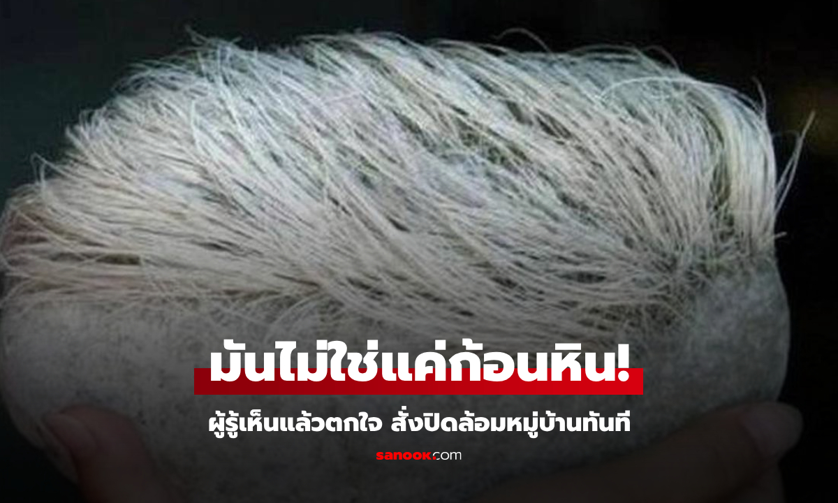แห่มุงดูหินแปลกมี "ผมหงอก" แต่กูรูเห็นแล้วตกใจ มันคือสิ่งมีชีวิต สั่งปิดล้อมหมู่บ้านทันที!