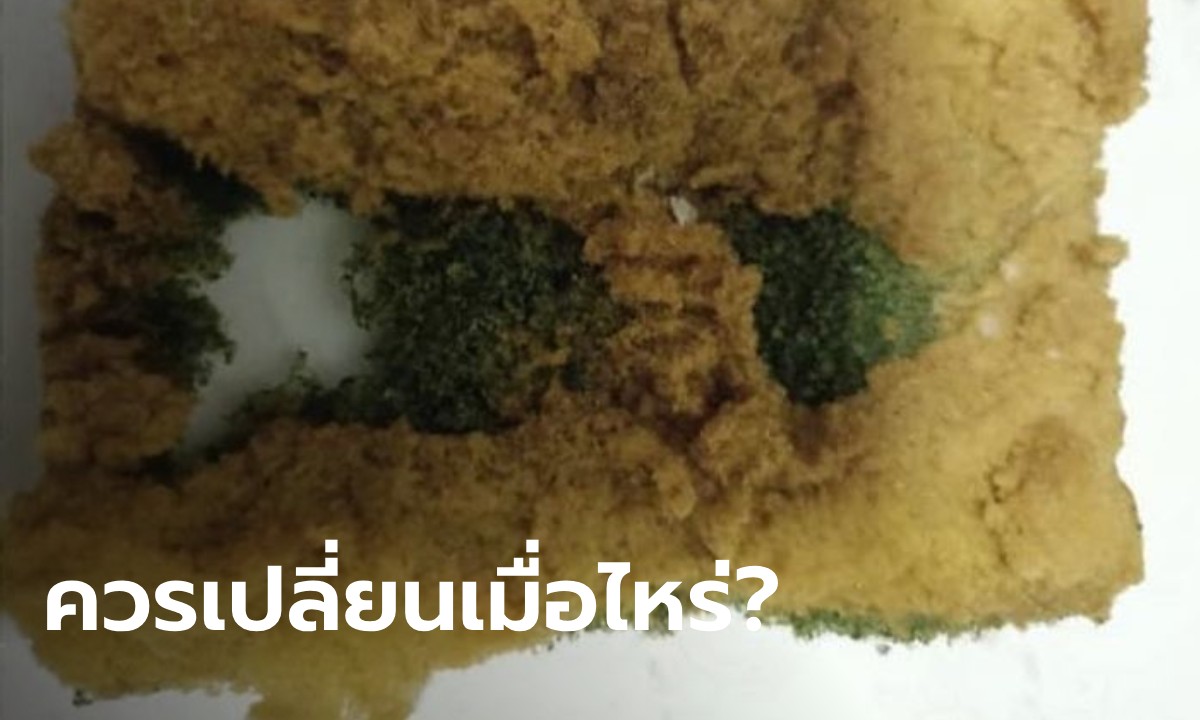 ฟองน้ำล้างจาน ควรเปลี่ยนเมื่อไหร่? อ.เจษฎ์ ชี้ ใช้จนเยิน สิ่งที่ซ่อนอยู่ชวนสะพรึง