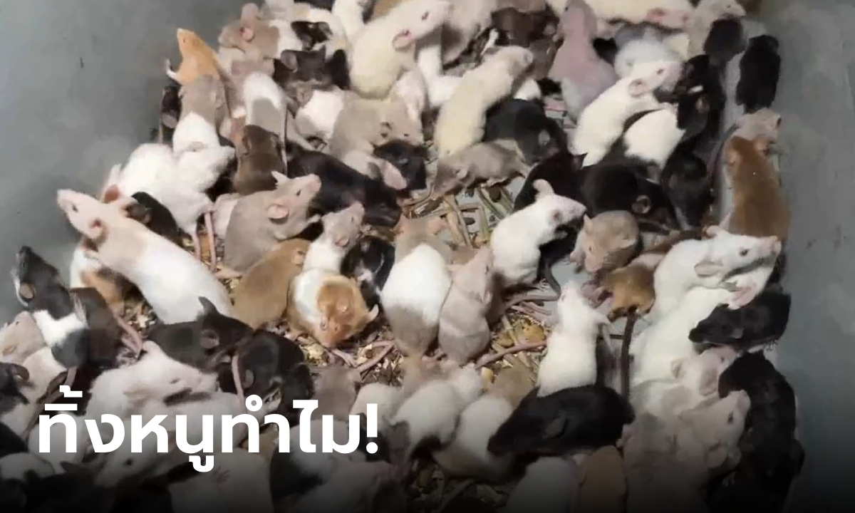 ขนลุกซู่! หนูนับพันตัว ถูกเอามาทิ้งกลางดึก วิ่งพล่านเกลื่อนถนน หวั่นแพร่เชื้อโรค