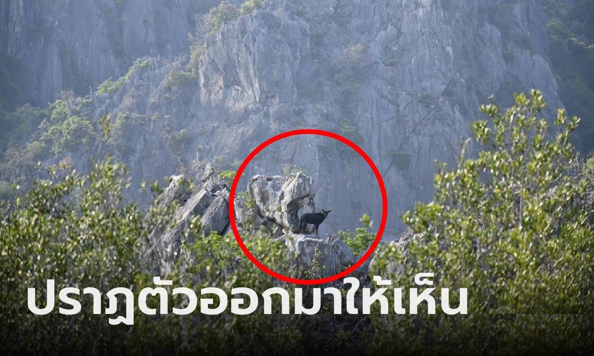 ไม่ได้ออกมาให้เจอง่ายๆ "โครำ" ปราฏตัวให้เห็นแต่ไกล ยืนอวดโฉมกลางเขาสามร้อยยอด!