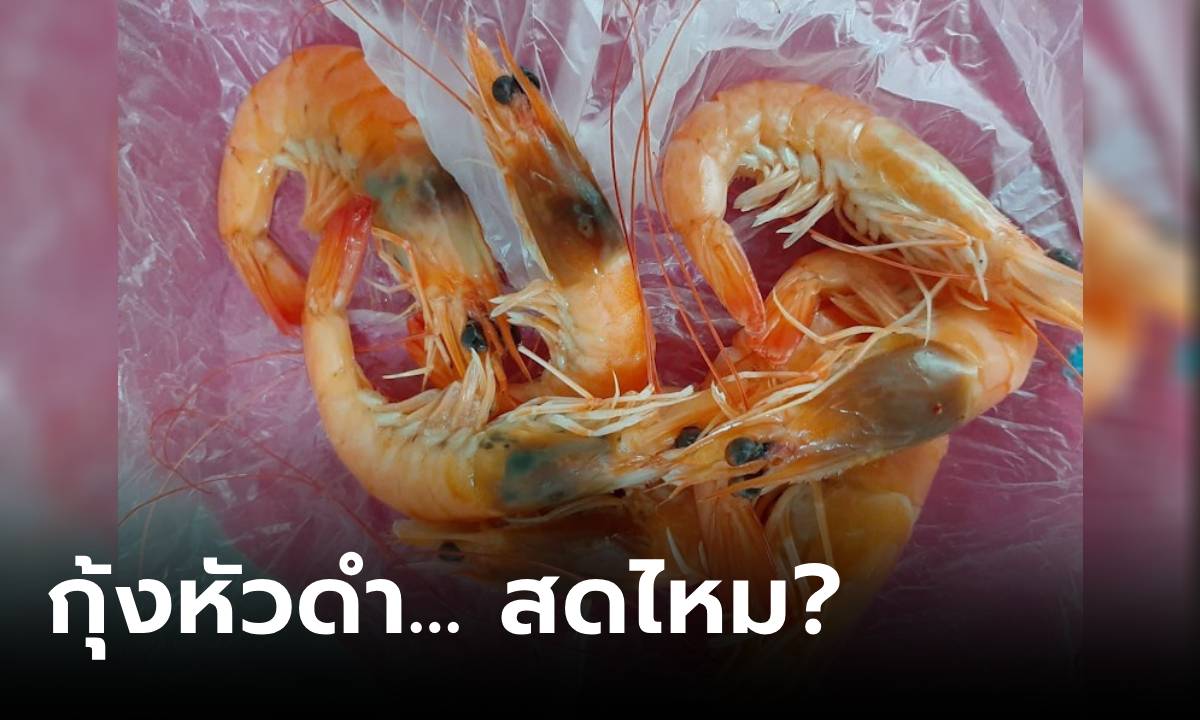 อย่าโดนหลอก! หัวกุ้งดำแปลว่าไม่สด จริงหรือ? กางข้อมูลชัดๆ ที่แท้คนส่วนใหญ่เข้าใจผิด