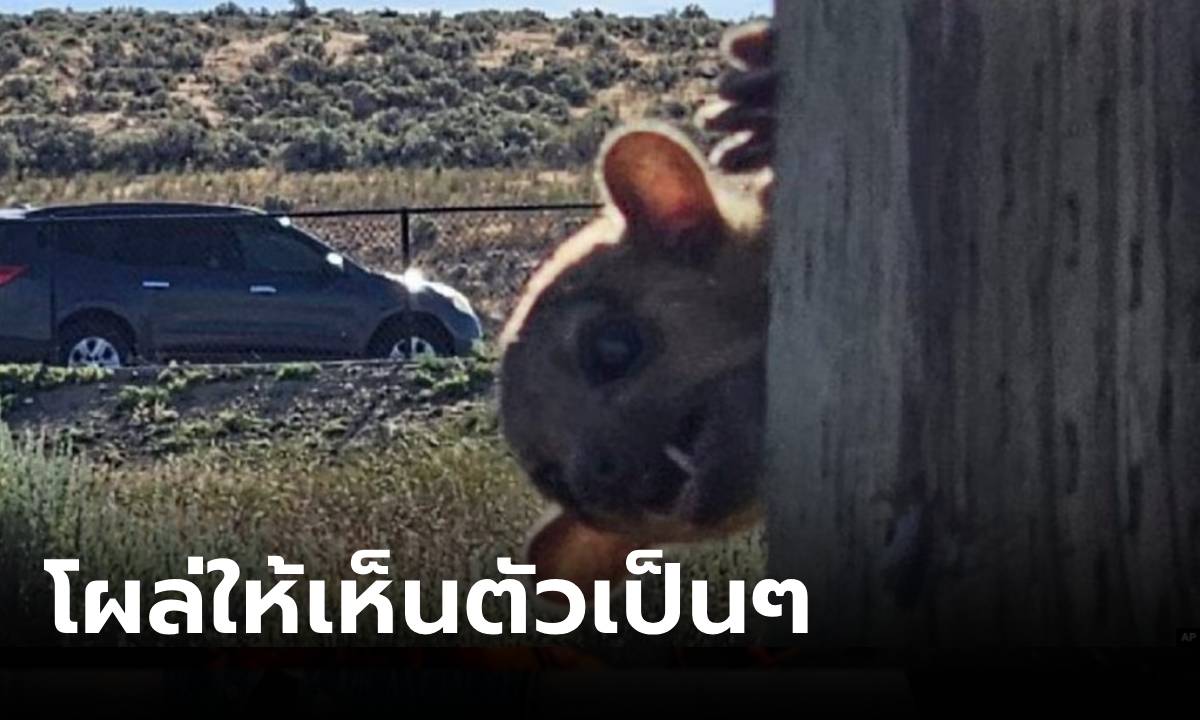 ฮือฮา! ตัว "คินคาจู" โผล่ทางหลวงสหรัฐฯ จนท.รีบเตือน น่ารักแต่ไม่เหมาะเป็นสัตว์เลี้ยง