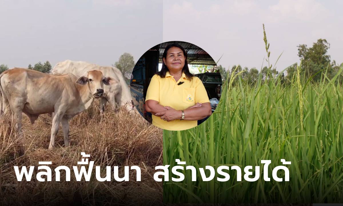 หมดยุคทำนาไม่มีวันรวย “กลุ่มนาแปลงใหญ่ทุ่งกุลา” ฟื้นผืนนา เพิ่มมูลค่าข้าวด้วยเกษตรอินทรีย์