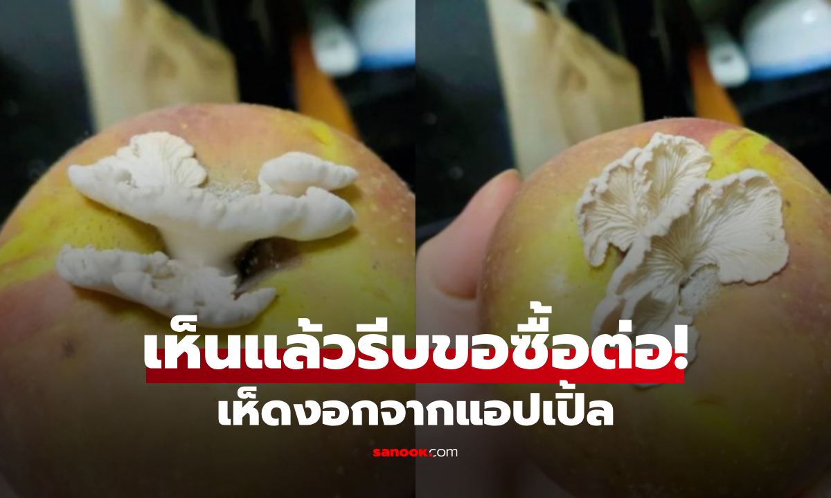 สาวโพสต์รูป เห็ดงอกจากแอปเปิ้ล ผู้เชี่ยวชาญรีบขอซื้อ ยินดี \