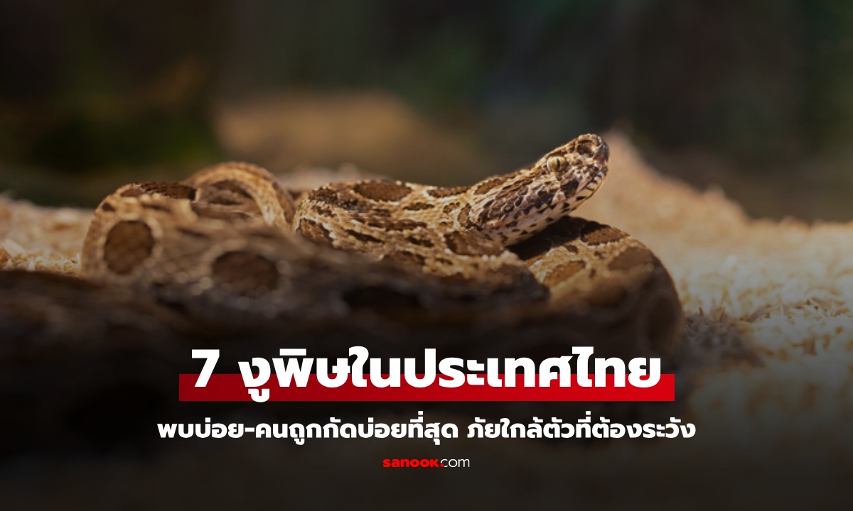รู้จัก งูพิษ 7 ชนิดในประเทศไทย พบบ่อย-คนถูกกัดบ่อยที่สุด ภัยใกล้ตัวที่ต้องระวัง