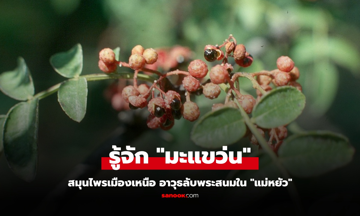 เปิดประวัติศาสตร์ "มะแขว่น" สมุนไพรล้านนา ก่อนมาเป็นอาวุธลับพระสนมใน "แม่หยัว"