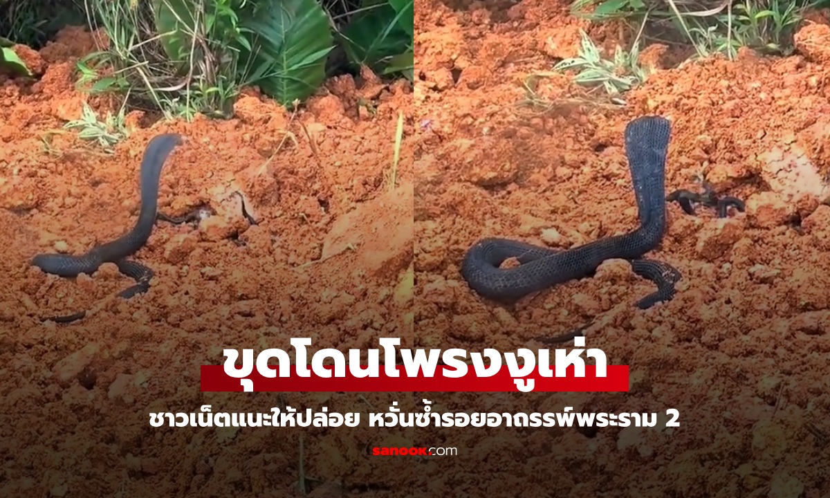 หนุ่มลำบากใจ ขุดดินเจอโพรงแม่งูเห่า มีลูกน้อยยั้วเยี้ย ชาวเน็ตหวั่นซ้ำรอยอาถรรพ์พระราม 2