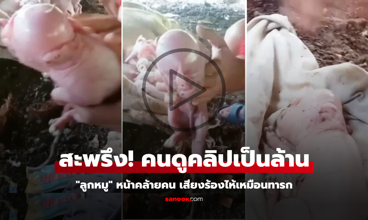 เจ้าของสะพรึงสุดขีด! แชร์คลิปลูกหมูคลอดมา \