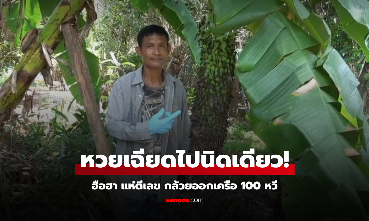 ฮือฮา กล้วยออกเครือยาว 100 หวี ชาวบ้านได้เลขหวังรวย เสียดาย หวยออกเฉียดไปนิดเดียว!