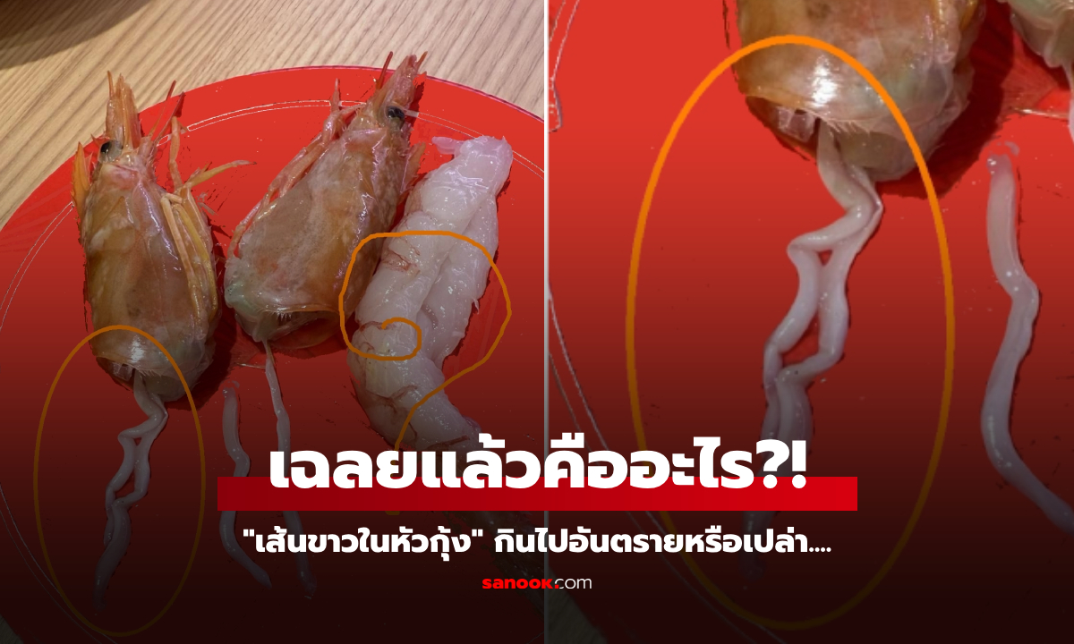 กุ้งมีอะไรในหัว? ไขปริศนา "เส้นสีขาว" ที่ใครก็เคยเจอ แต่เฉลยแล้ว ไม่ใช่พยาธิแบบคิด!