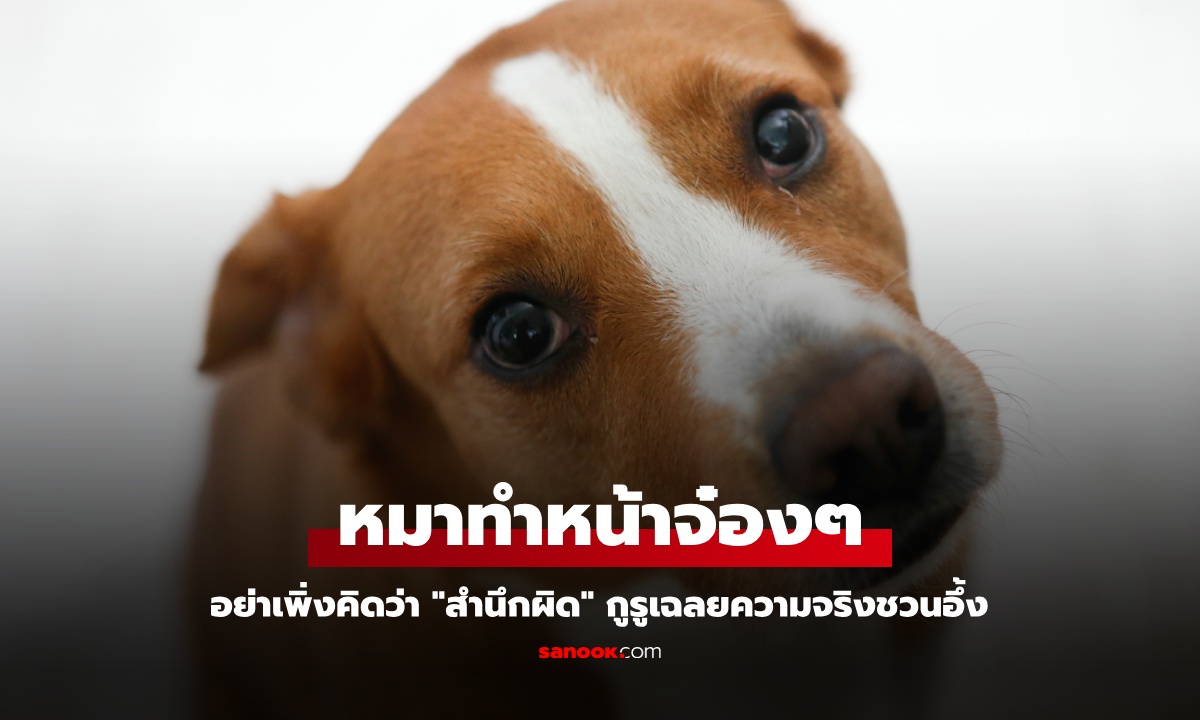 หมาทำหน้าจ๋องๆ อย่าเพิ่งคิดว่า "สำนึกผิด" กูรูเฉลยความจริงชวนอึ้ง มนุษย์ไม่รู้อะไรซะแล้ว!