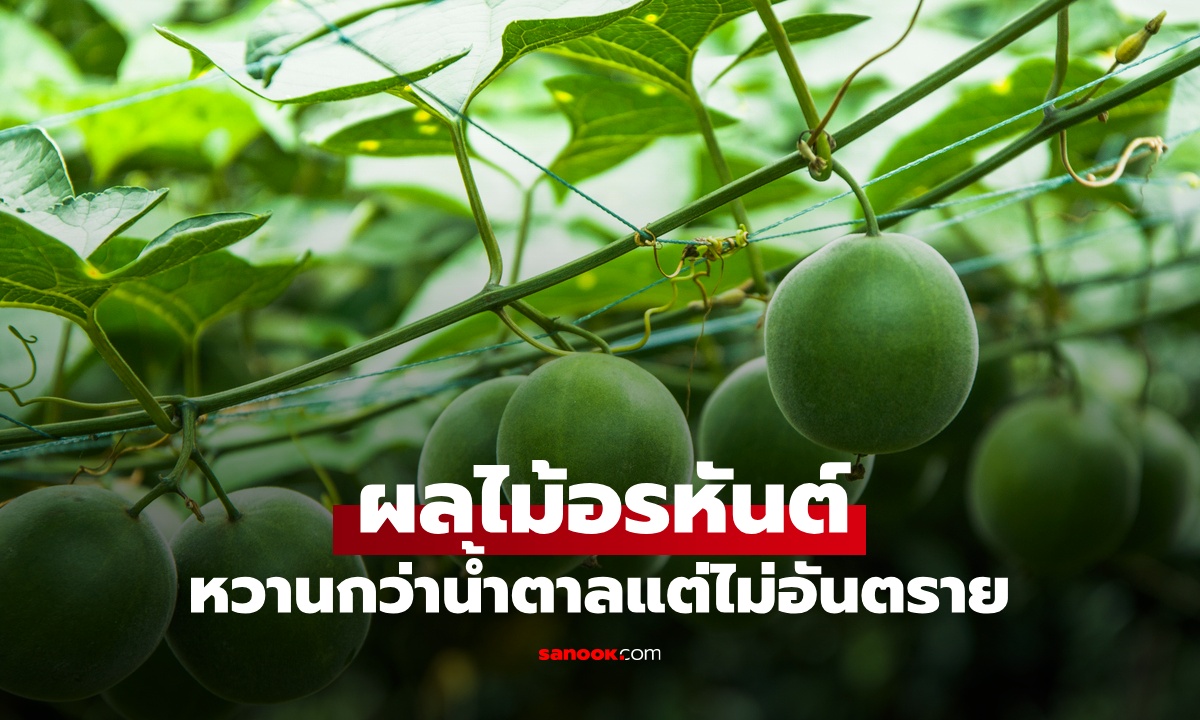 วิจัยสหรัฐฯ ผลไม้อรหันต์ หวานกว่าน้ำตาลทราย 300 เท่า แต่ไม่อันตราย ช่วยป้องกันมะเร็ง