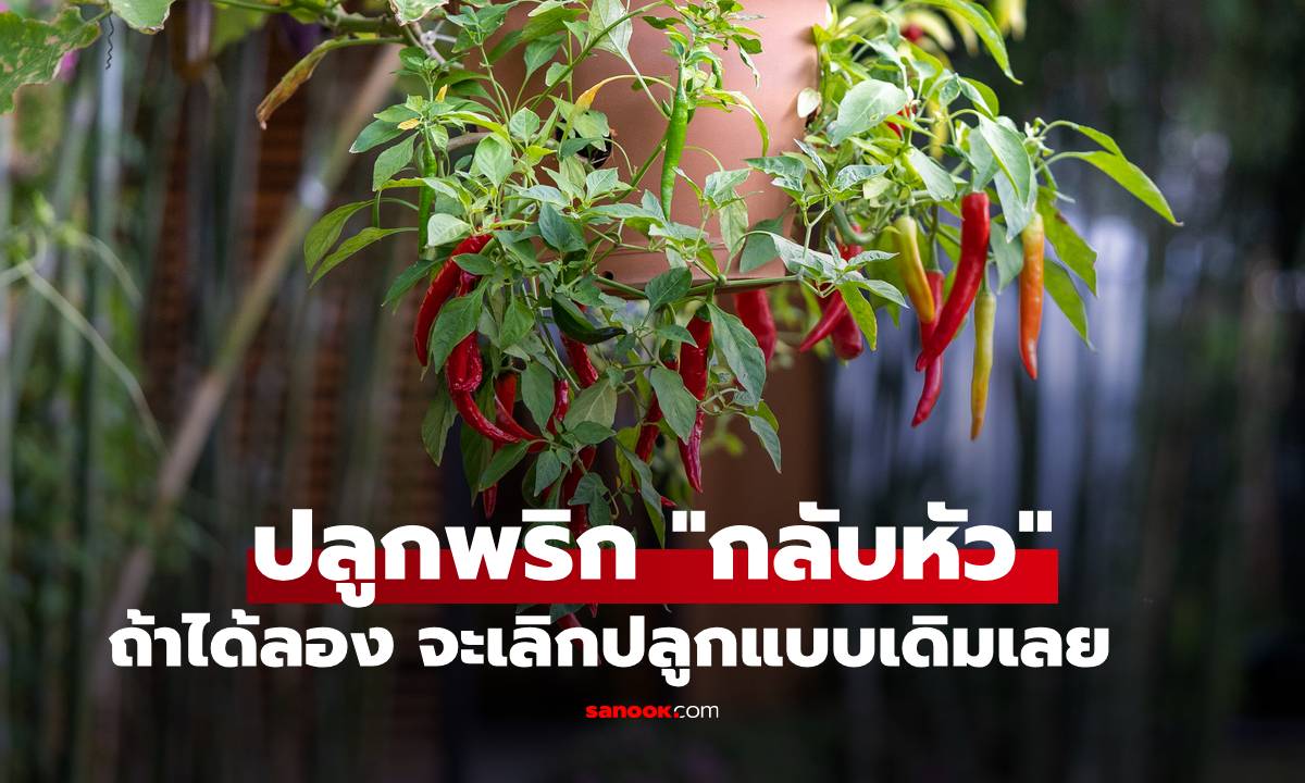 เพิ่งรู้! วิธีปลูกพริกแบบ \
