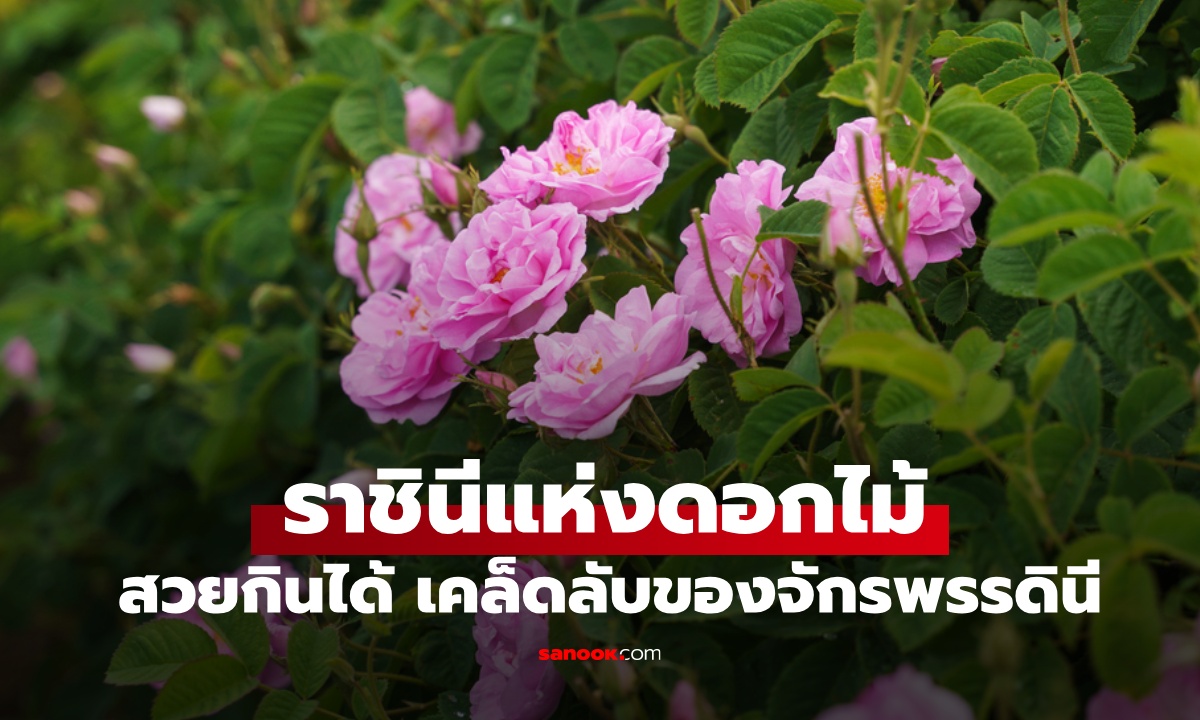 เปิดสรรพคุณ "ราชินีแห่งดอกไม้" ความสวยที่กินได้ เคล็ดลับของบูเช็กเทียน-ซูสีไทเฮา