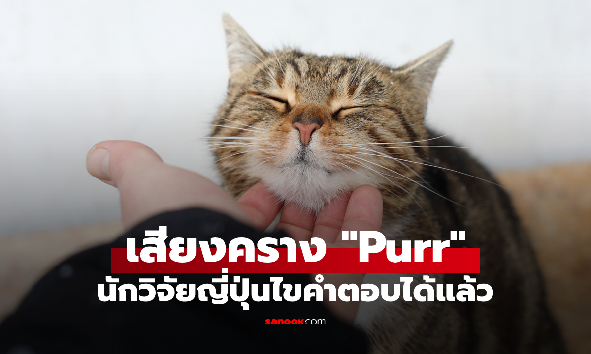 ความลับของเจ้านาย! นักวิจัยญี่ปุ่นไขปริศนาเสียงคราง \