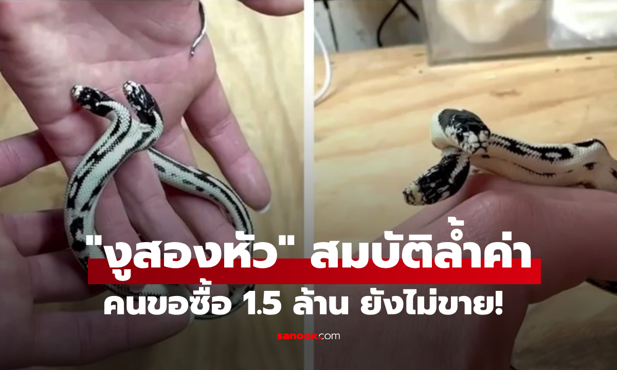 สุดหายาก! “งูสองหัว” นักสะสมเสนอซื้อ ทุ่มเงินสด 1.5 ล้าน แต่เจ้าของมีเหตุผลที่ \