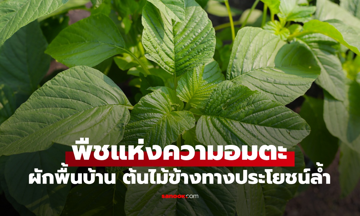 รู้จัก "พืชแห่งความอมตะ" ผักพื้นบ้านประโยชน์ล้ำ ต้นไม้ข้างทางที่เป็นขุมทรัพย์สุขภาพ