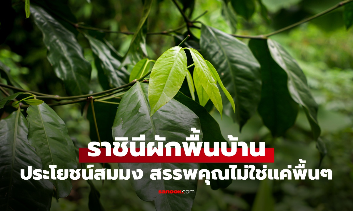 รู้จัก "ราชินีผักพื้นบ้าน" สรรพคุณไม่ใช่แค่พื้นๆ ต้านมะเร็ง แคลเซียมสูง ประโยชน์สมมง!