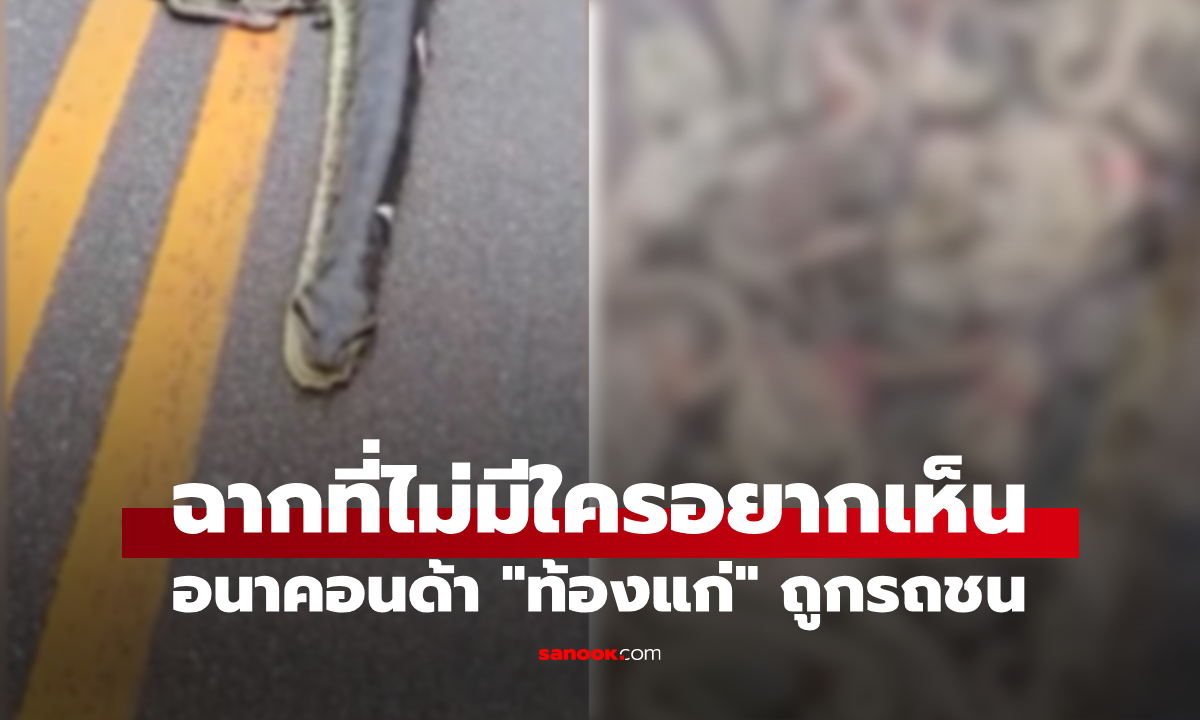 สลดกลางถนน! อนาคอนด้า \