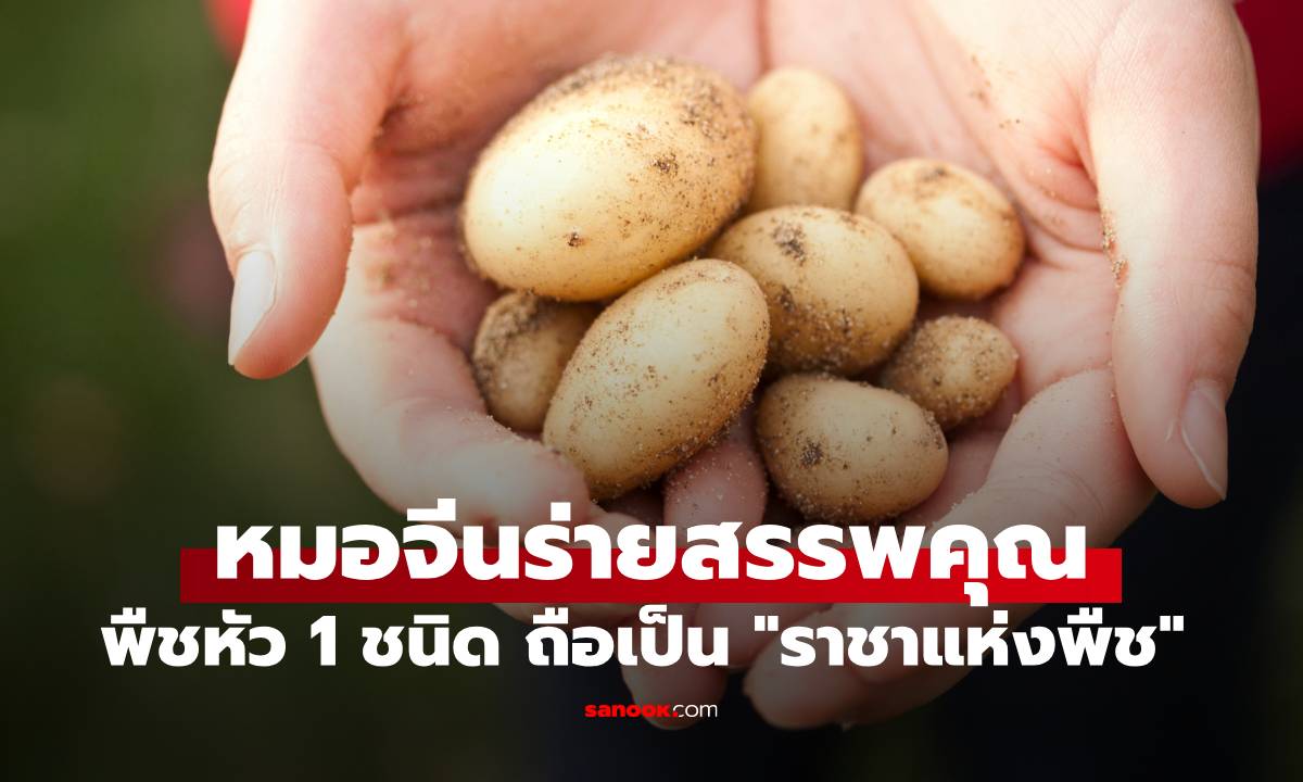 หมอจีนร่ายสรรพคุณ พืชหัว 1 ชนิด ได้ชื่อว่าเป็น \