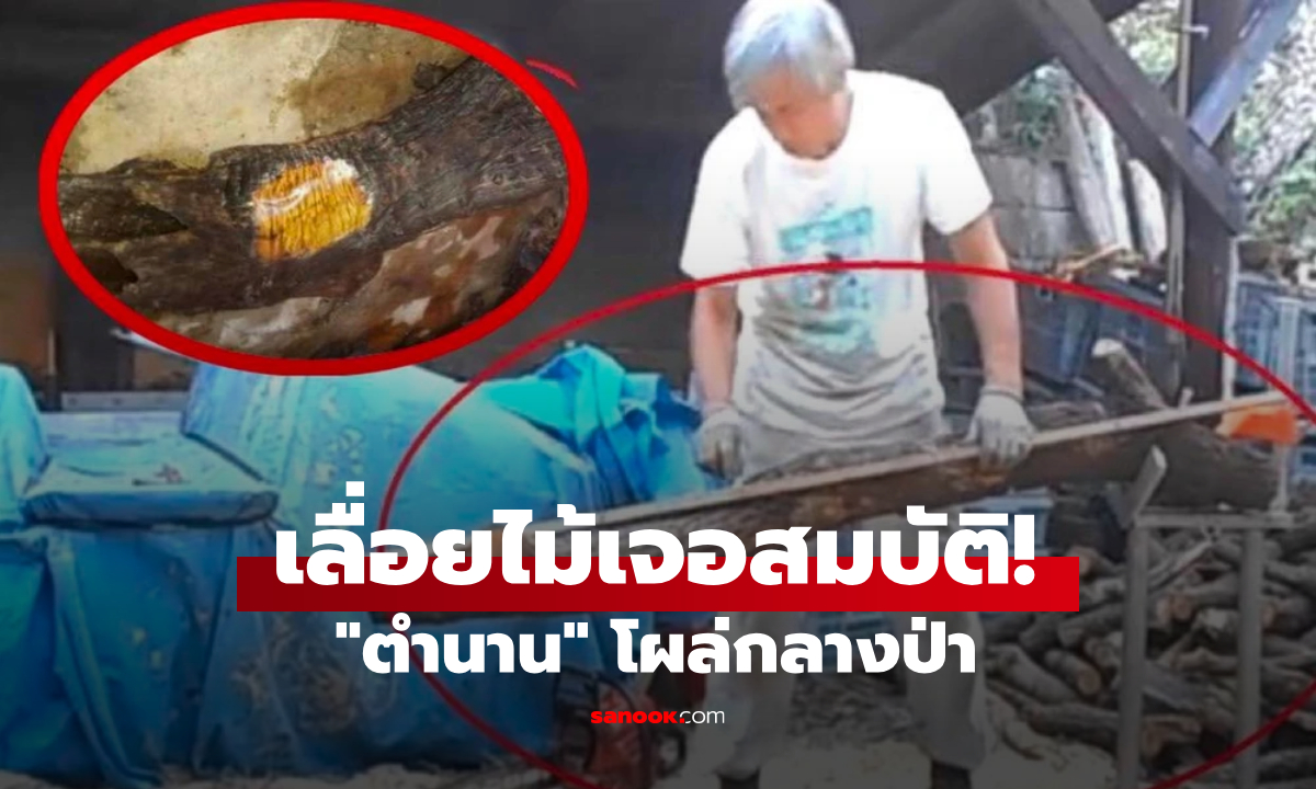 เข้าป่าเจอ \