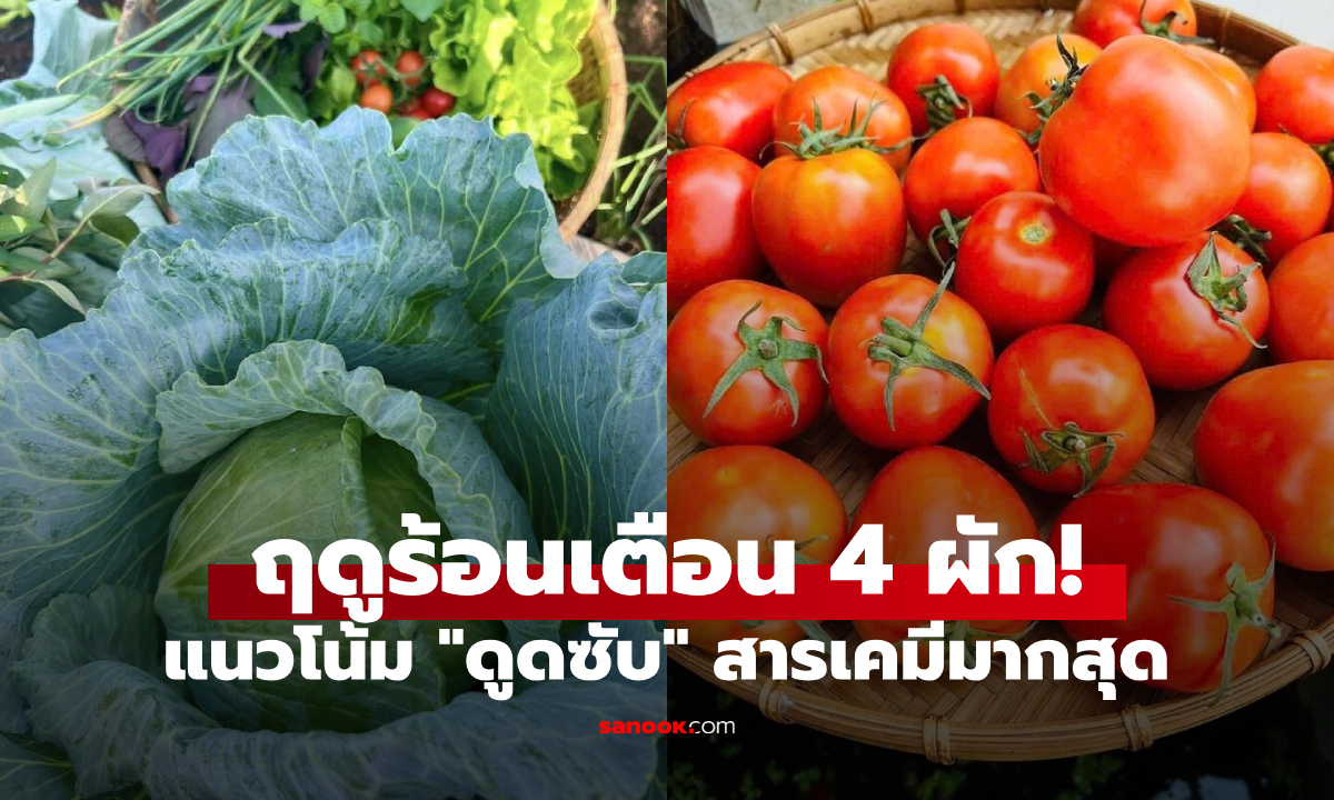 กินทุกวันไม่รู้! เผยชื่อ 4 ผักที่มีแนวโน้ม “ดูดซับ” สารเคมีมากที่สุด ในฤดูร้อน