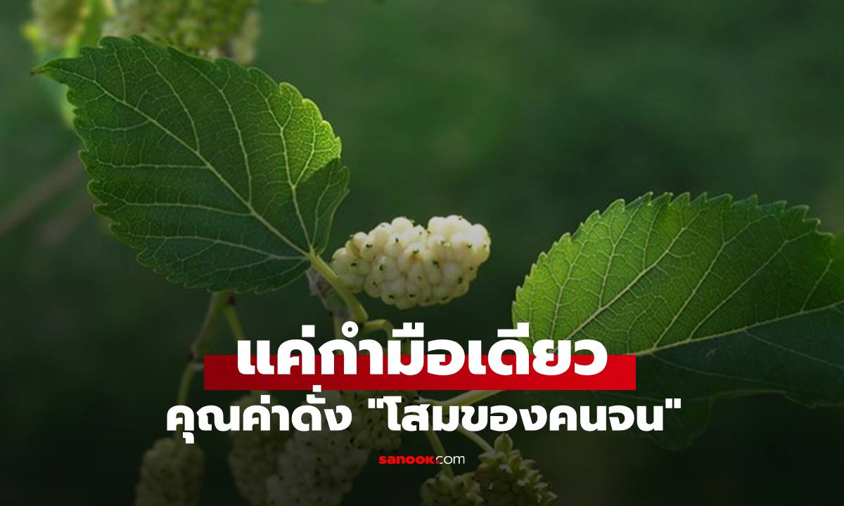 แค่กำมือเดียว คุณค่าดั่ง \