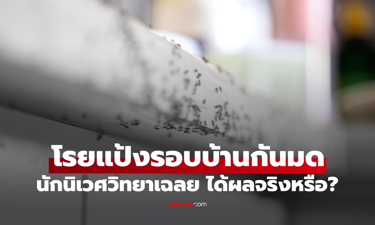 โรยแป้งรอบบ้าน "กันมด" ผู้เชี่ยวชาญนิเวศวิทยาเฉลยแล้ว ได้ผลจริงหรือ?