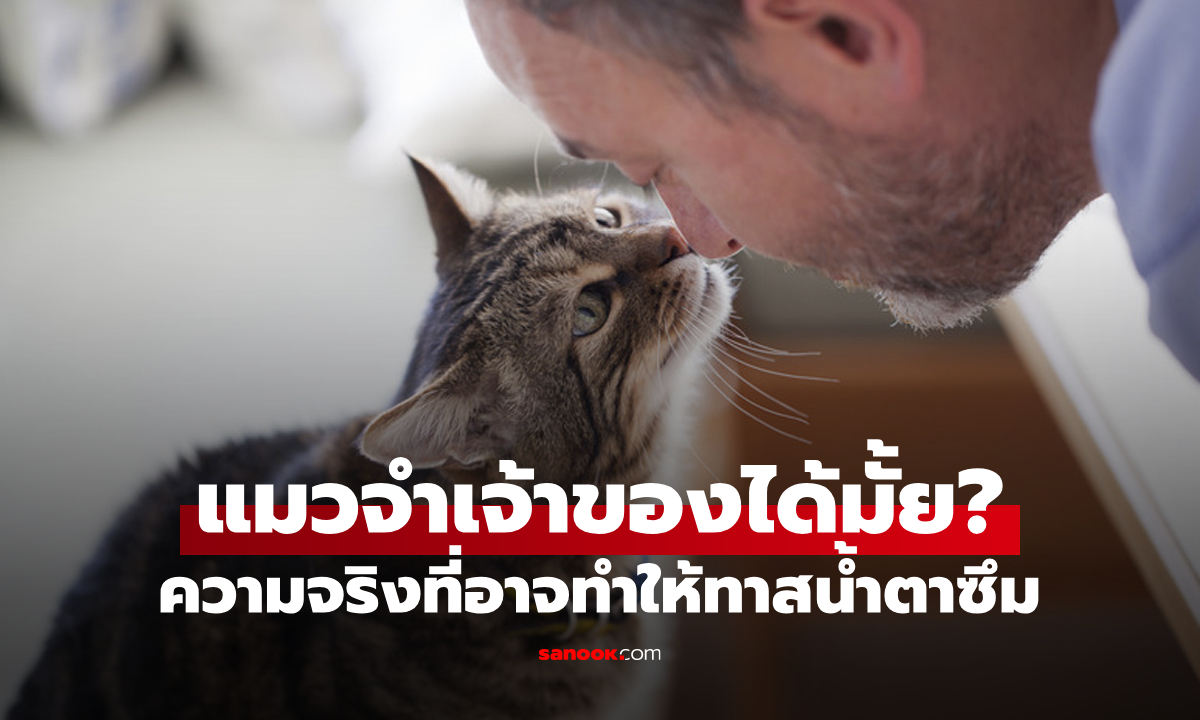 แมวจำเจ้าของได้มั้ย? หรือจำได้แค่กลิ่น? คำตอบนี้อาจทำให้คนรักแมวน้ำตาซึม