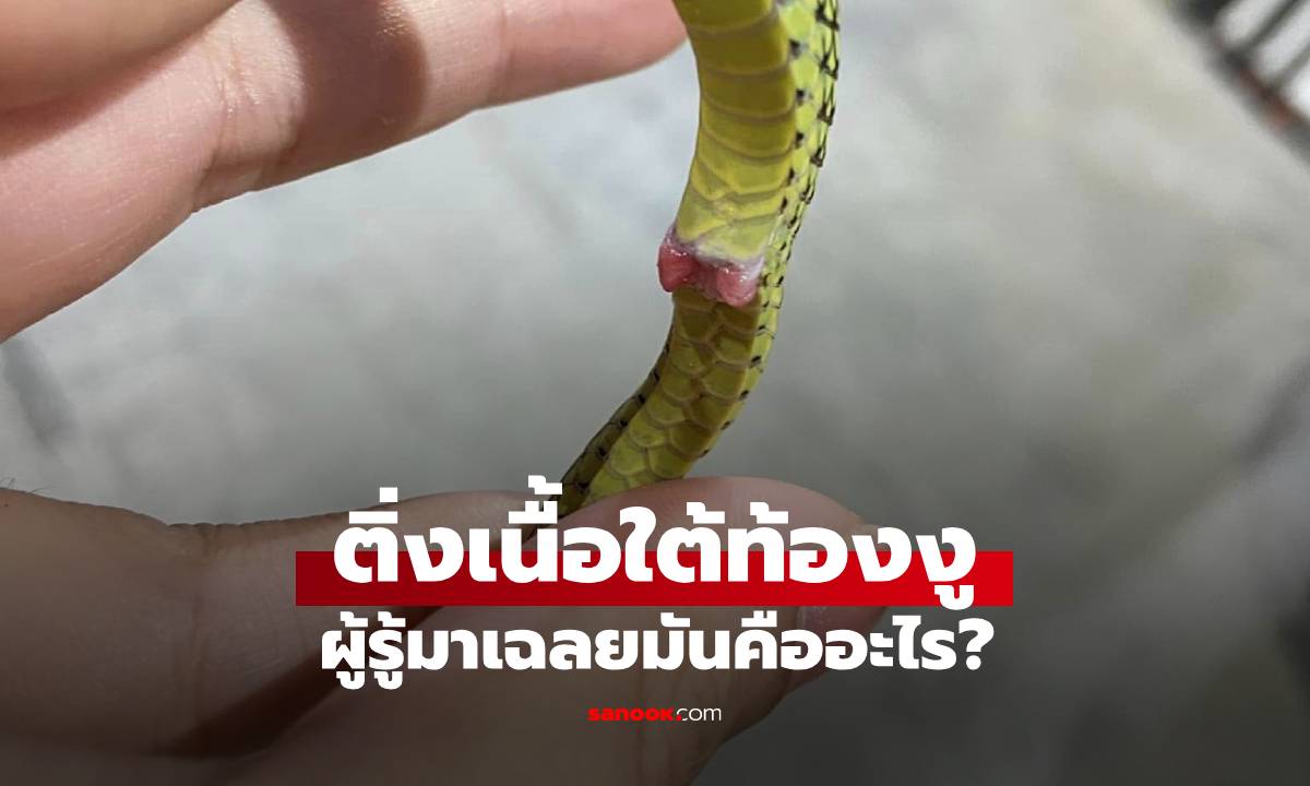 เห็นติ่งเนื้อแปลก ๆ ใต้ท้องงูคืออะไร? หลายคนไม่เคยเห็น ก่อนมีผู้รู้มาเฉลยให้แล้ว