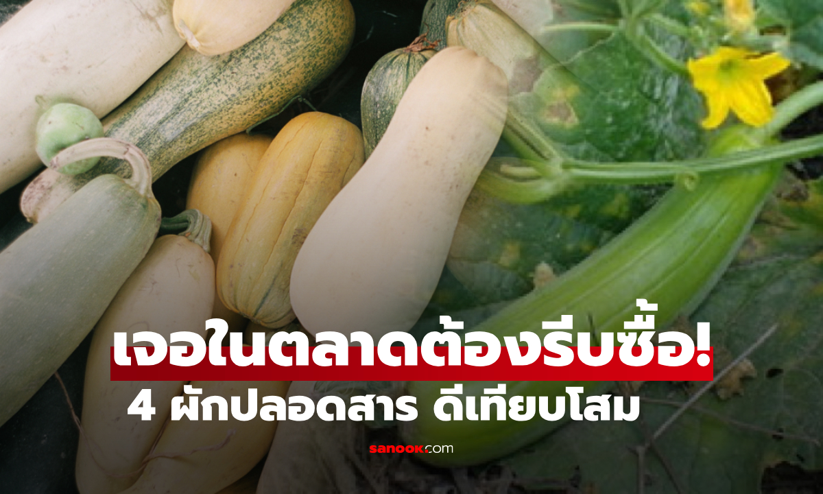 เปิด 4 ผักปลอดสาร ต่างชาติอวยคุณค่า \