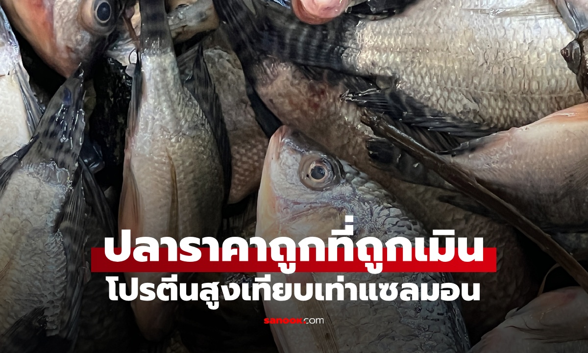 ปลาราคาถูก 1 ชนิด ที่หลายคนเมิน ประโยชน์เกินคาด โปรตีนสูงเทียบเท่าแซลมอน