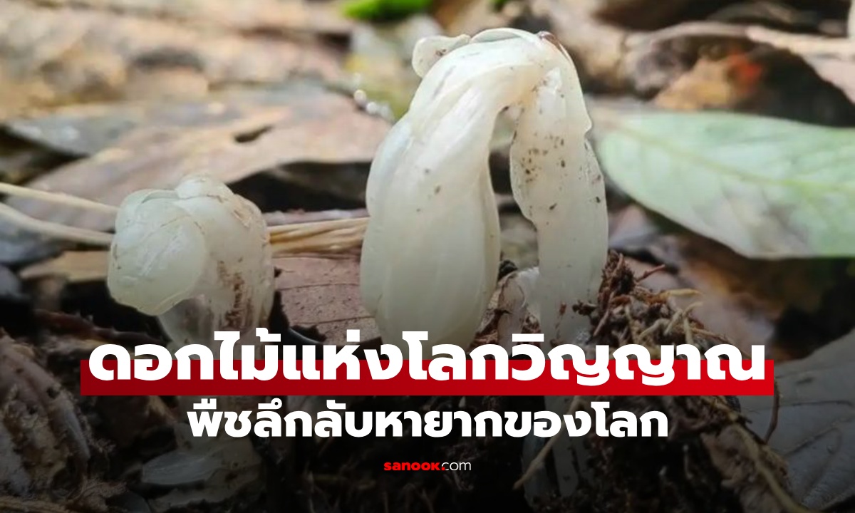 นักกีฏวิทยาพบ \